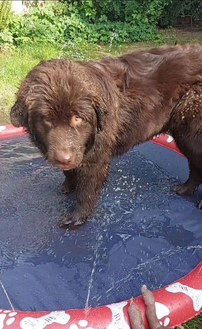 Hundepool, rutschfest Ø170 cm